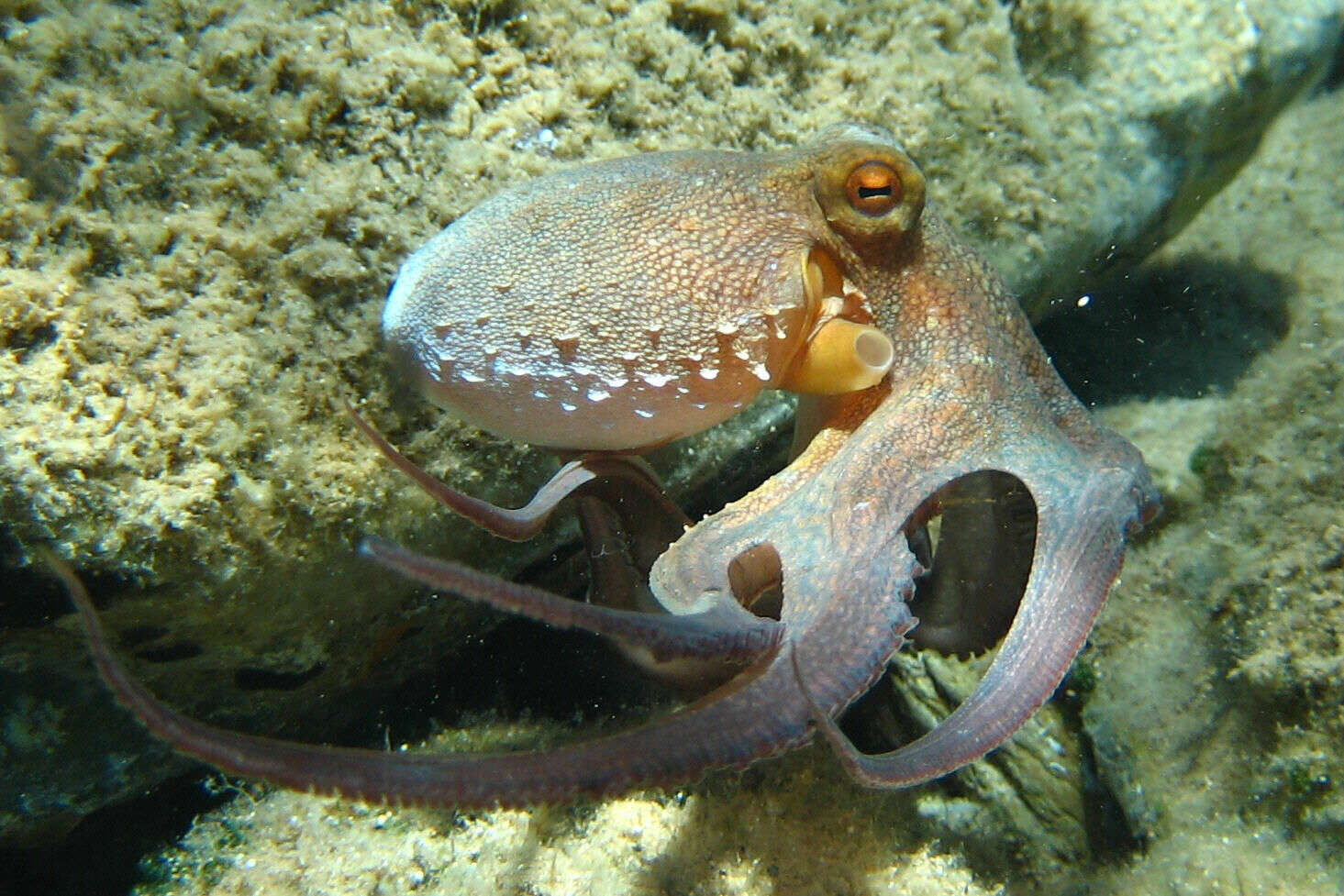 Image of rubble octopus