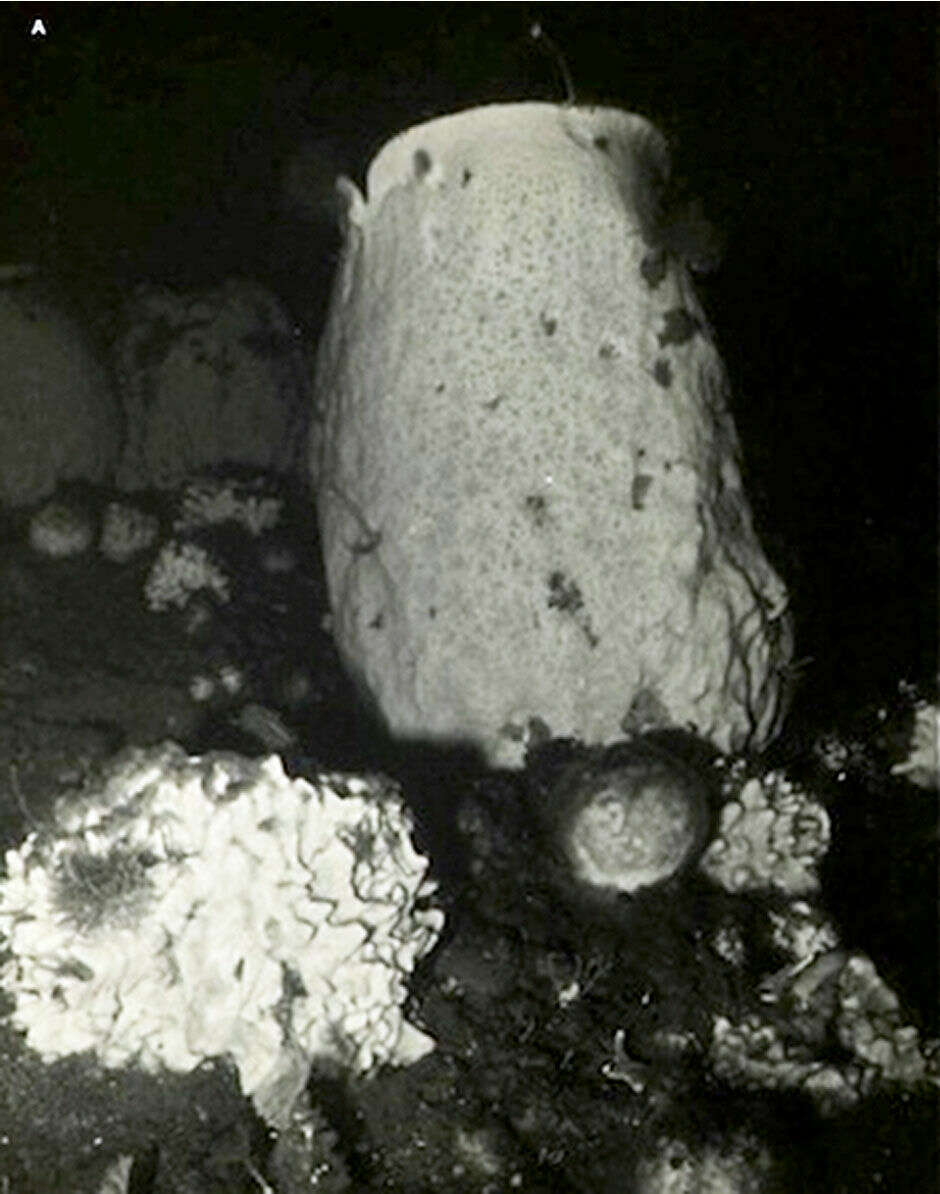 Image of Anoxycalyx Kirkpatrick 1907