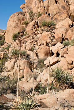 Image of dusty desert spiders