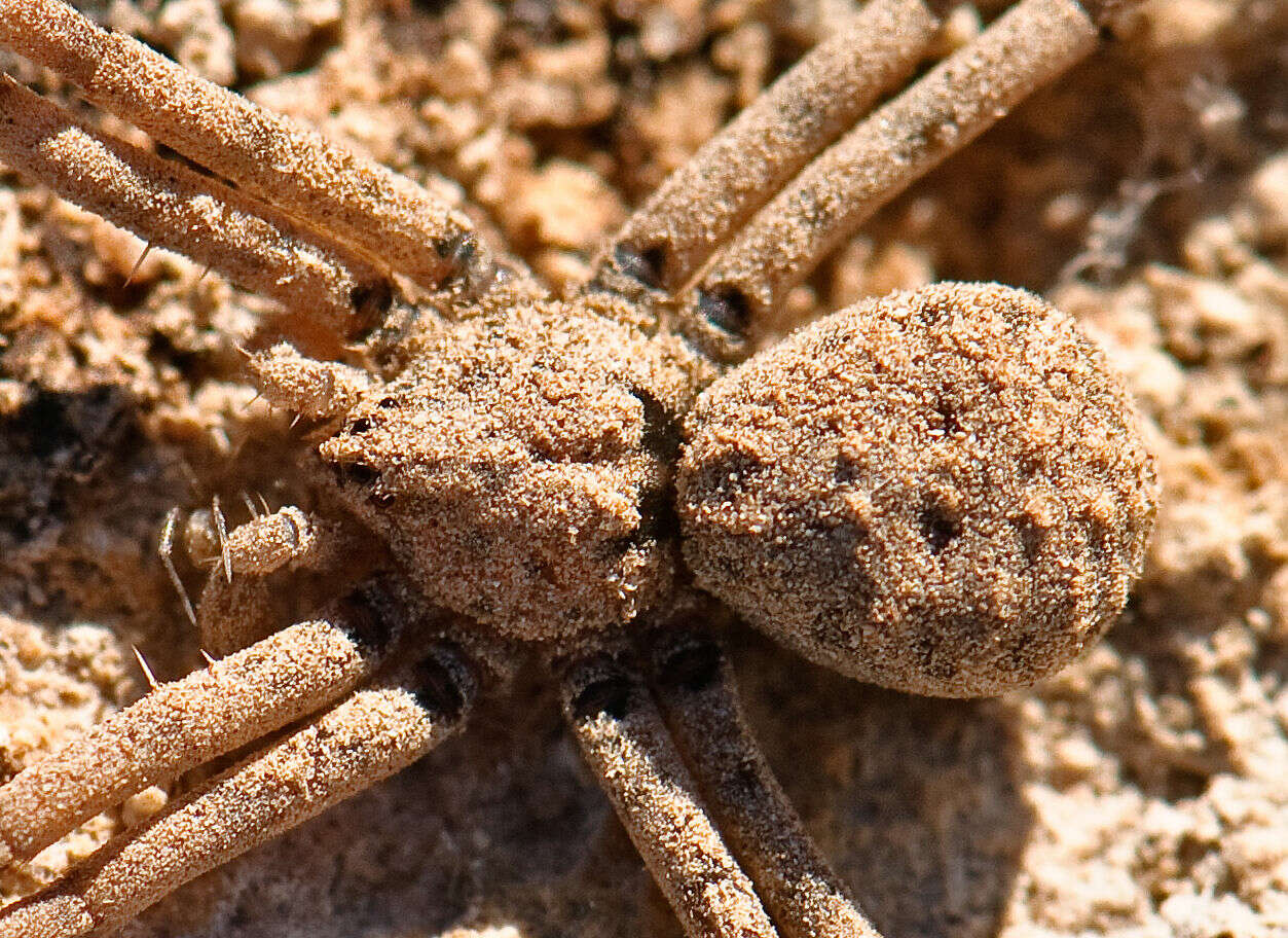 Image of dusty desert spiders