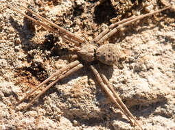 Image of dusty desert spiders