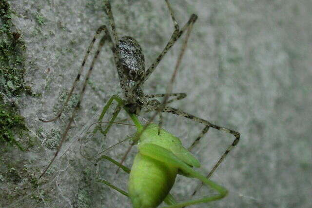 Image de Hypochilidae