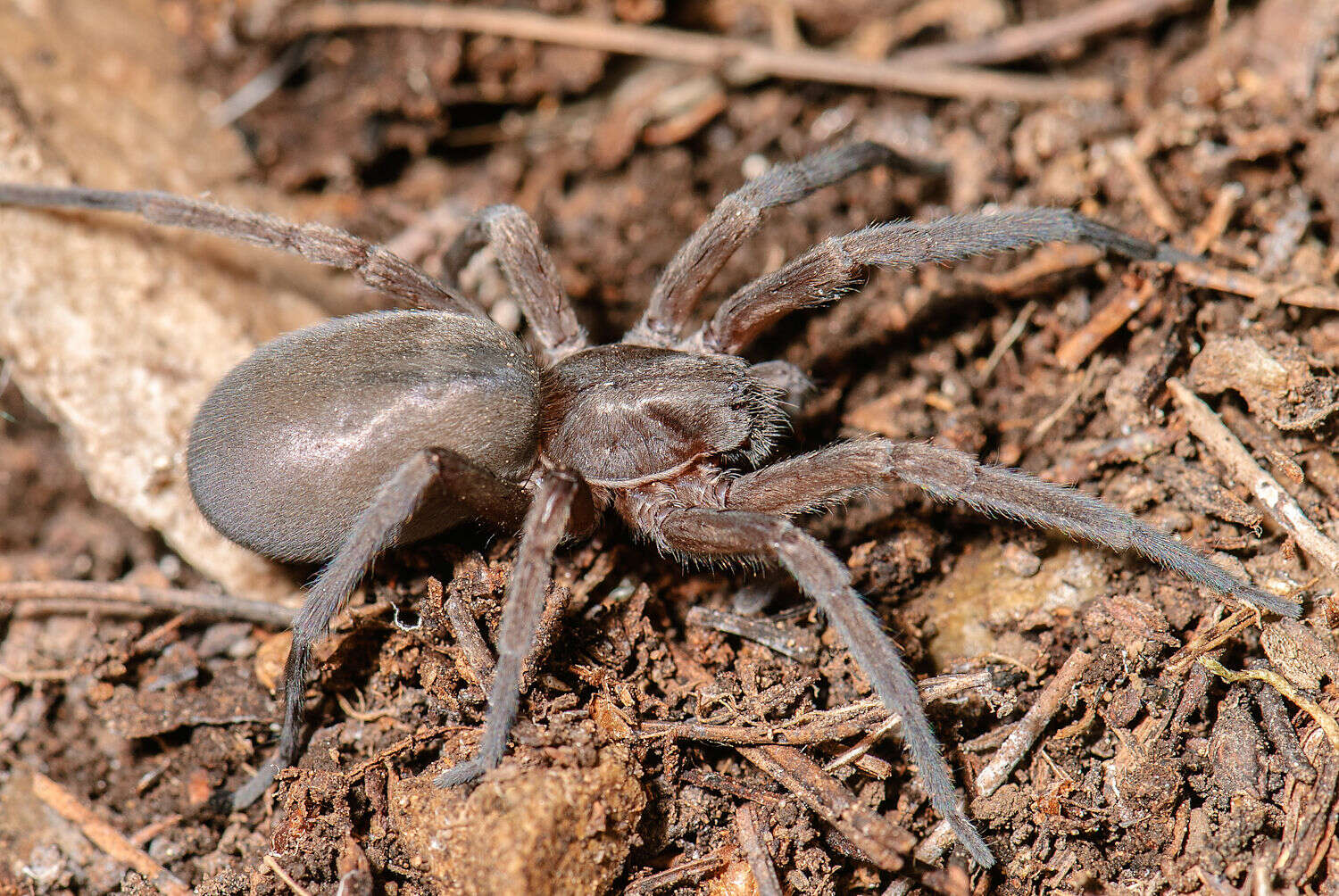 Image of false wolf spiders