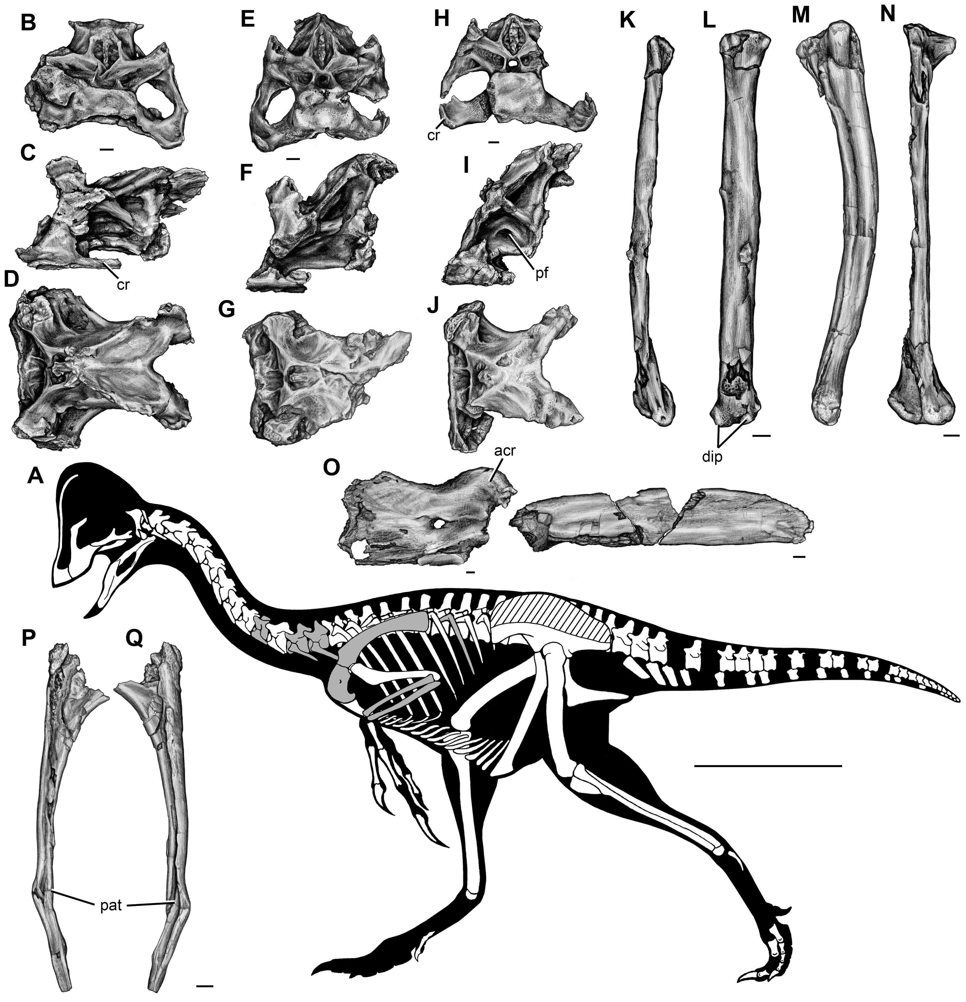 Image of Oviraptorosauria
