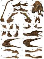Sivun Oviraptorosauria kuva