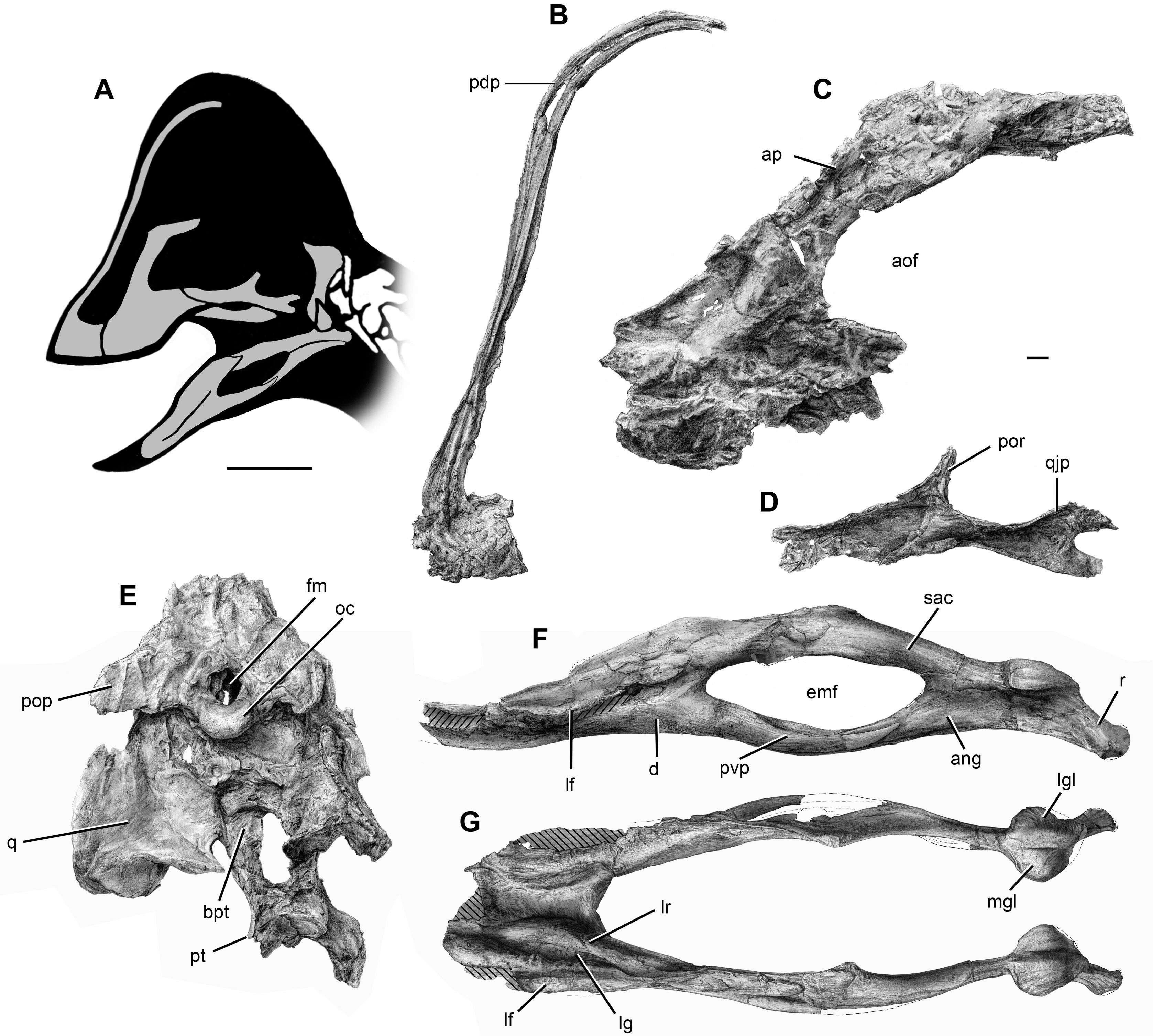 Image of Oviraptorosauria