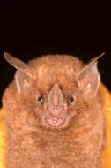 Image of short-tailed fruit bat