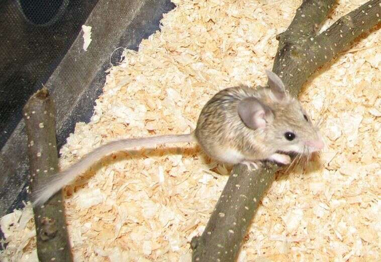 Image of mouse-like hamsters
