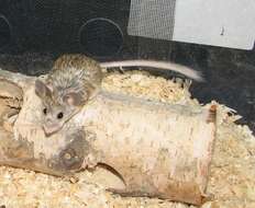 Image of mouse-like hamsters