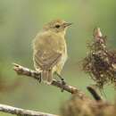 Image of Green Warbler-Finch
