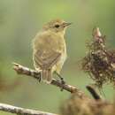 Certhidea olivacea Gould 1837 resmi