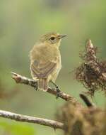 Image of warbler-finch