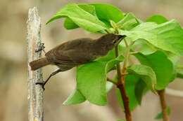 Image of warbler-finch