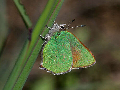 Plancia ëd Callophrys