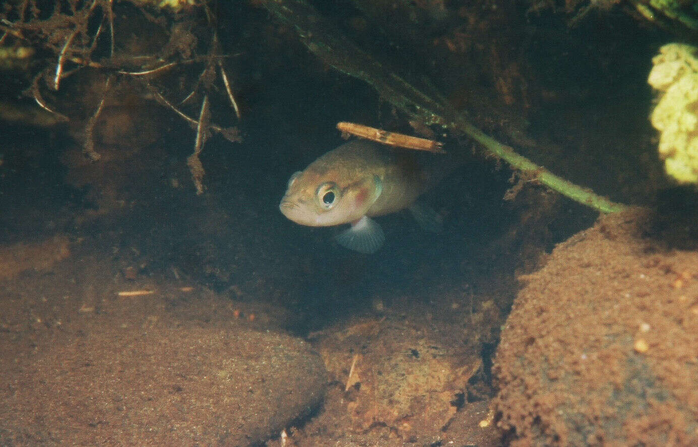 Image of mudminnows