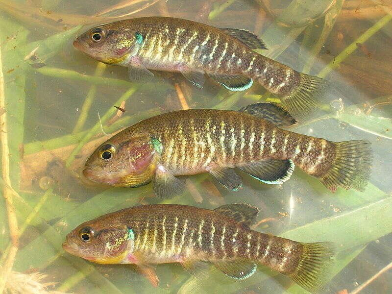 Image of mudminnows