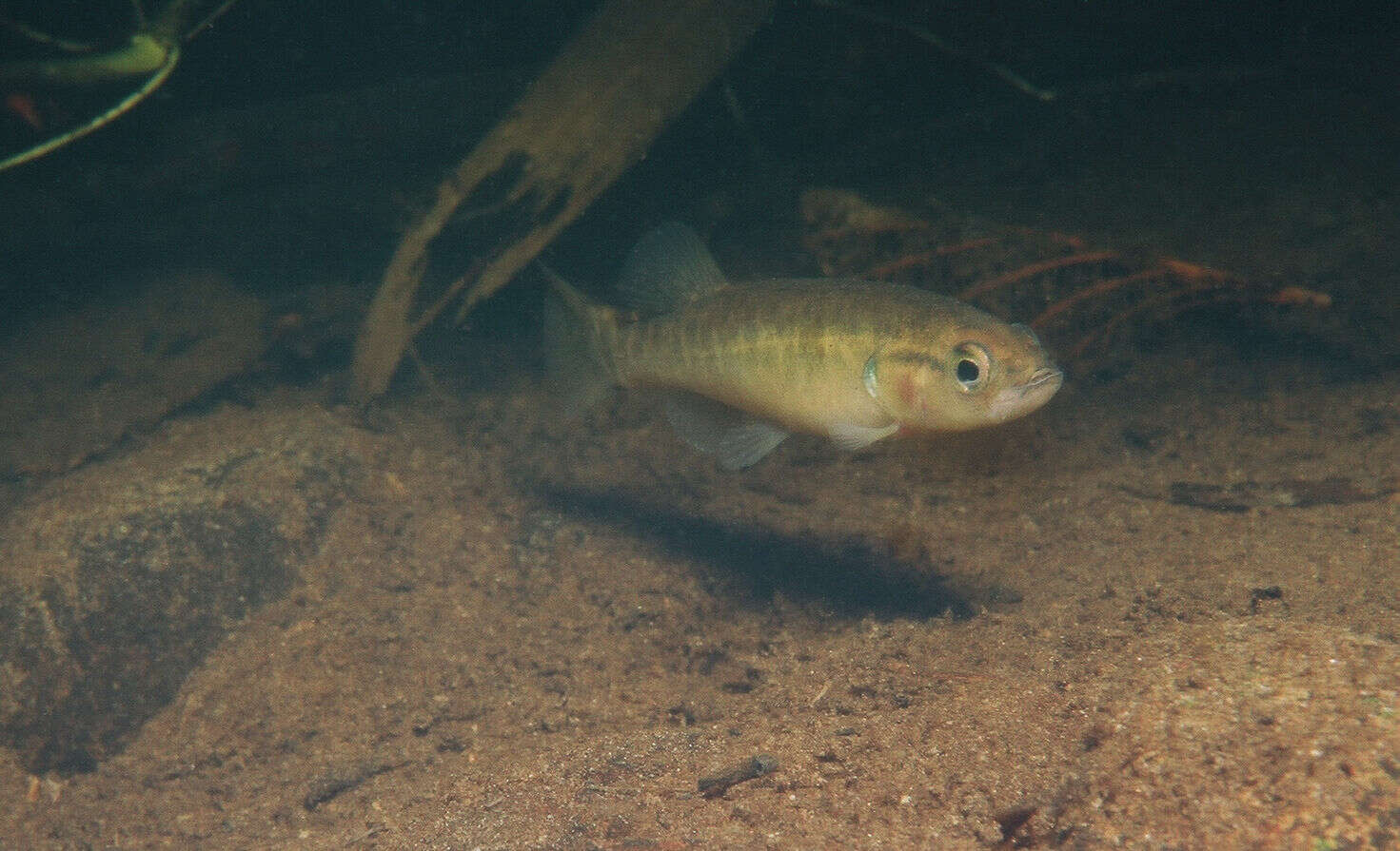 Image of mudminnows