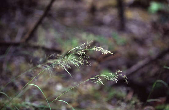 Imagem de Agrostis