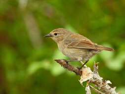 Image of warbler-finch