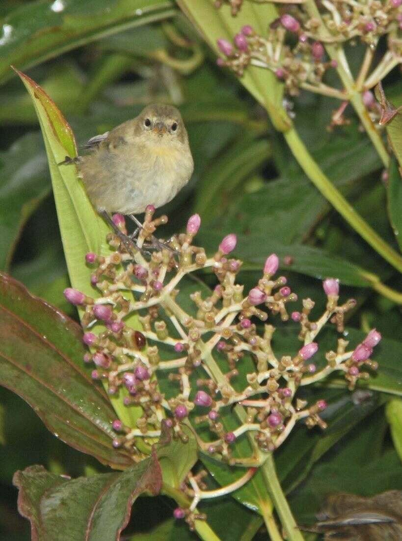 Image of warbler-finch