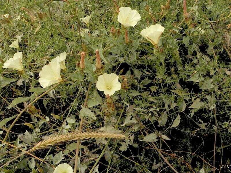 Image of bindweed