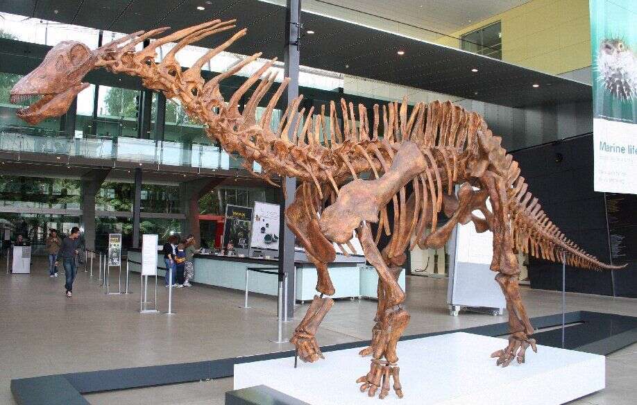 Image of Amargasaurus Bonaparte 1984