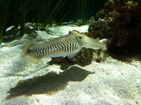 Image of soft coral cuttlefish