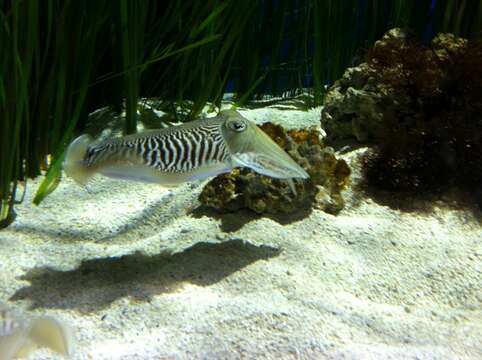 Image of soft coral cuttlefish