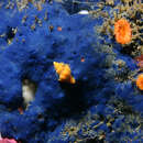Image of cobalt blue horny sponge