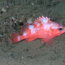 Image of Bank rockfish