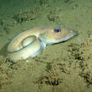 Image of Bigfin eelpout