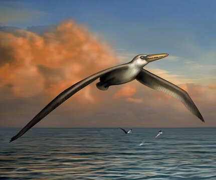 Pelagornis Lartet 1857 resmi