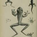 Sivun Cornufer vertebralis (Boulenger 1887) kuva