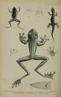 Sivun Ceratobatrachidae Boulenger 1884 kuva