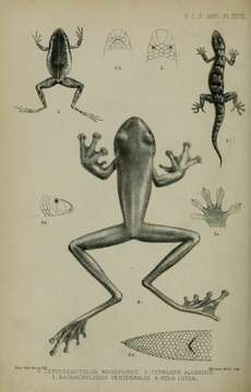 Image of cornufrogs