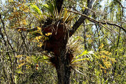 Image of cowhorn orchid