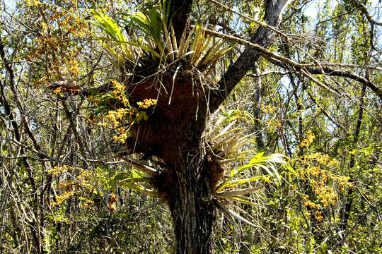 Imagem de Cyrtopodium punctatum (L.) Lindl.