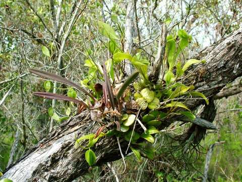 Слика од Encyclia