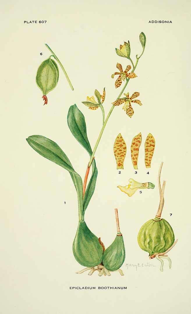 Image of appendage orchid