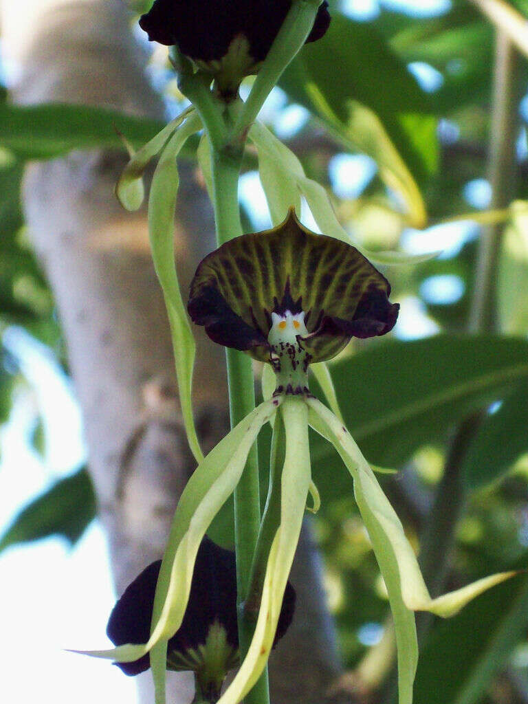 Image of clamshell orchid
