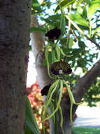 Слика од Prosthechea cochleata var. triandra (Ames) Hágsater