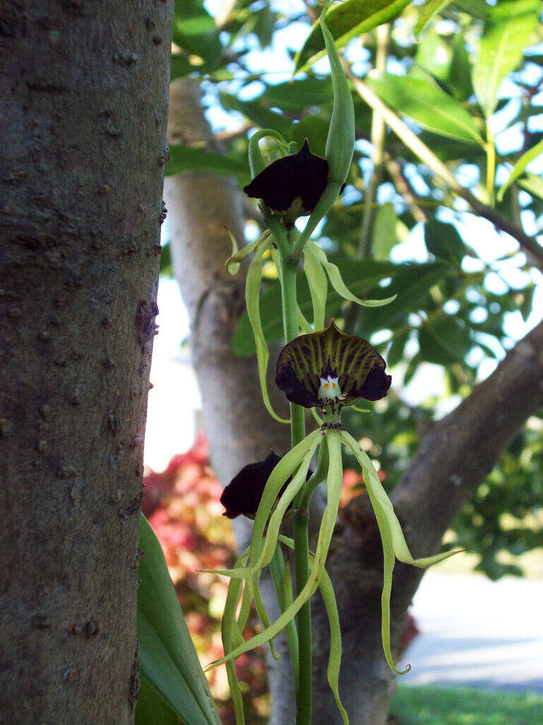 Слика од Prosthechea cochleata var. triandra (Ames) Hágsater