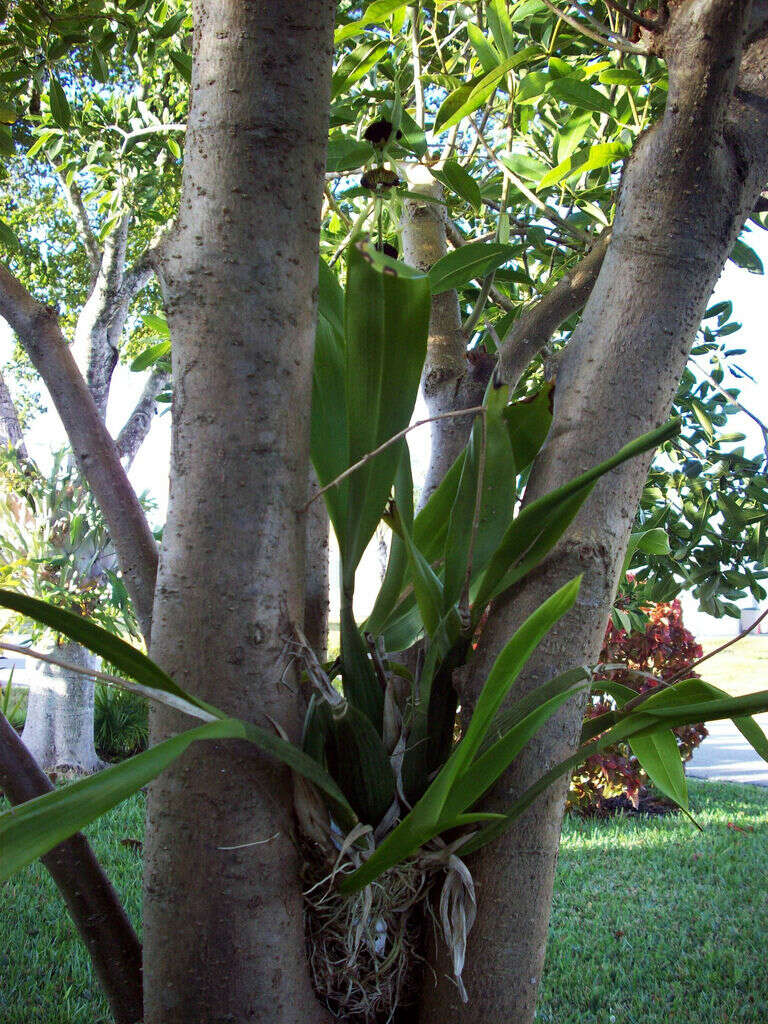 Слика од Prosthechea cochleata var. triandra (Ames) Hágsater