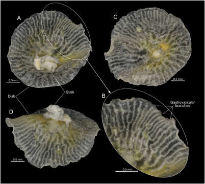 Image of Rhodaliidae Haeckel 1888