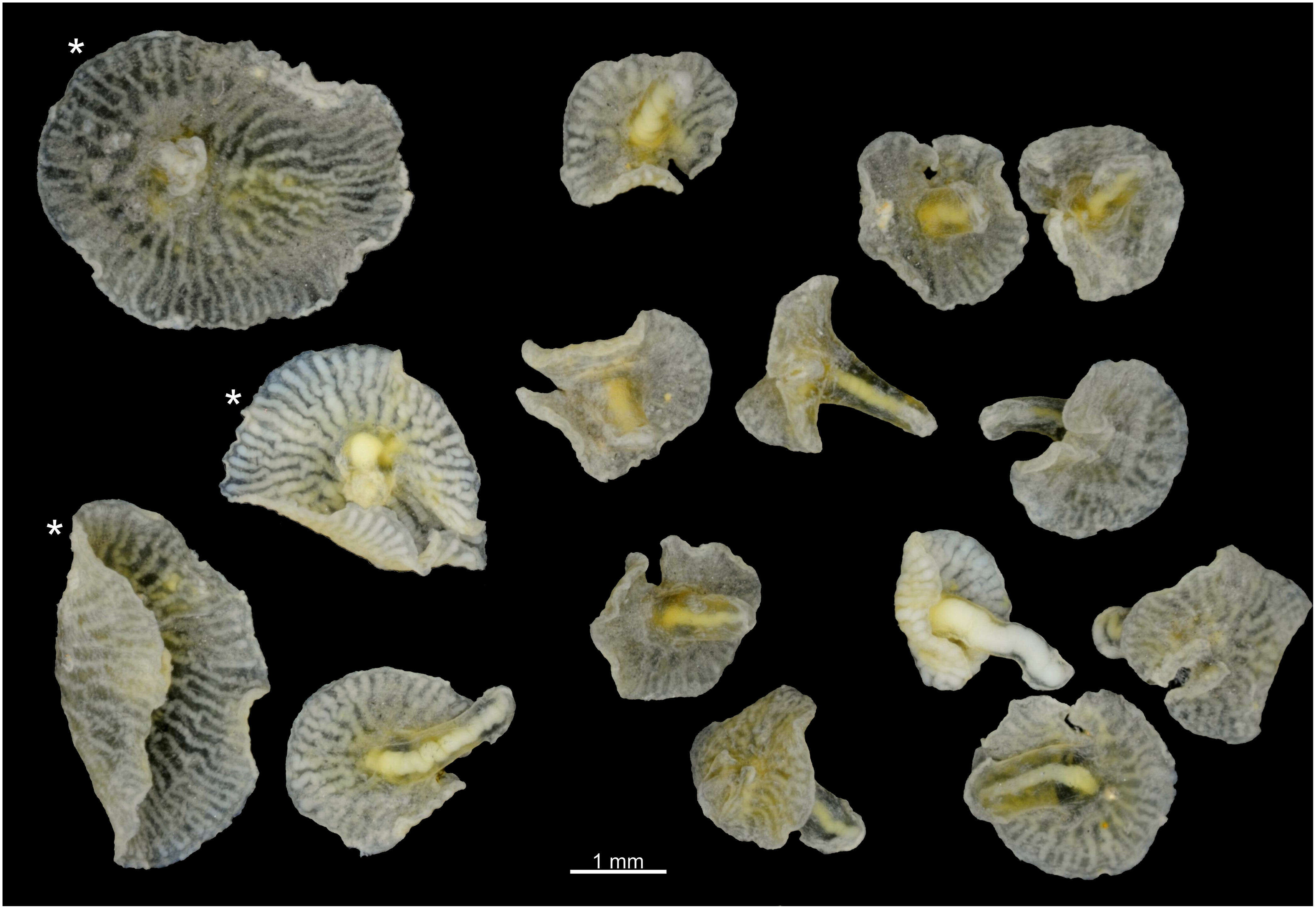 Слика од Rhodaliidae Haeckel 1888