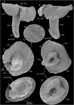 Image de Rhodaliidae Haeckel 1888