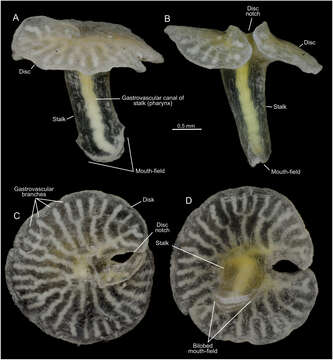 Image of Rhodaliidae Haeckel 1888