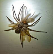 Image of huntsman spiders