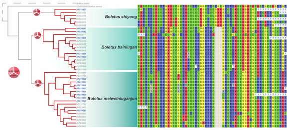 Image of Boletus bainiugan Dentinger 2013