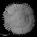 Image of Heliofungia fralinae (Nemenzo 1955)